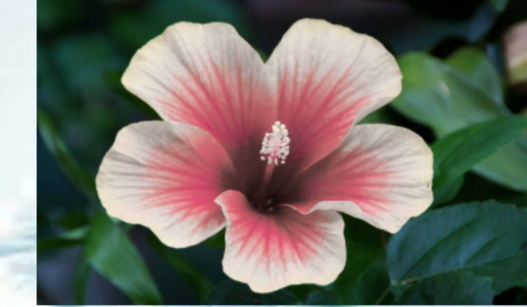 Hibiscus