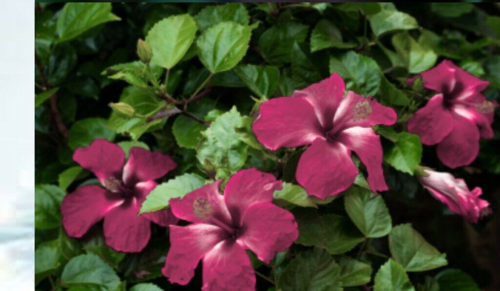Hibiscus de meest spectaculaire bloem van de zomer en de juiste standplaats