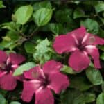 Hibiscus de meest spectaculaire bloem van de zomer en de juiste standplaats