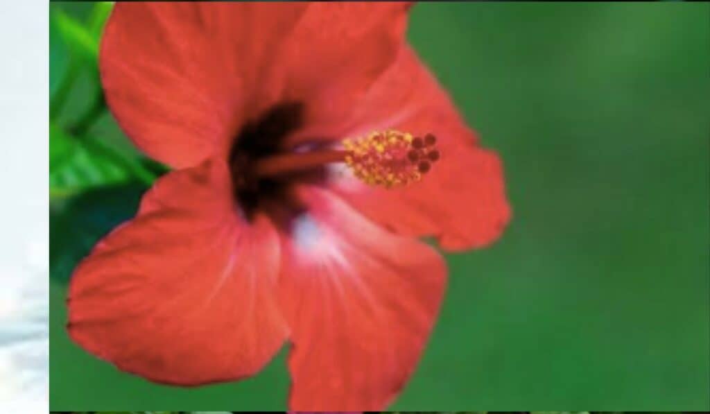 Hibiscus