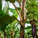 Bananenplant de complete gids voor tropische sfeer in jouw woonkamer of tuin