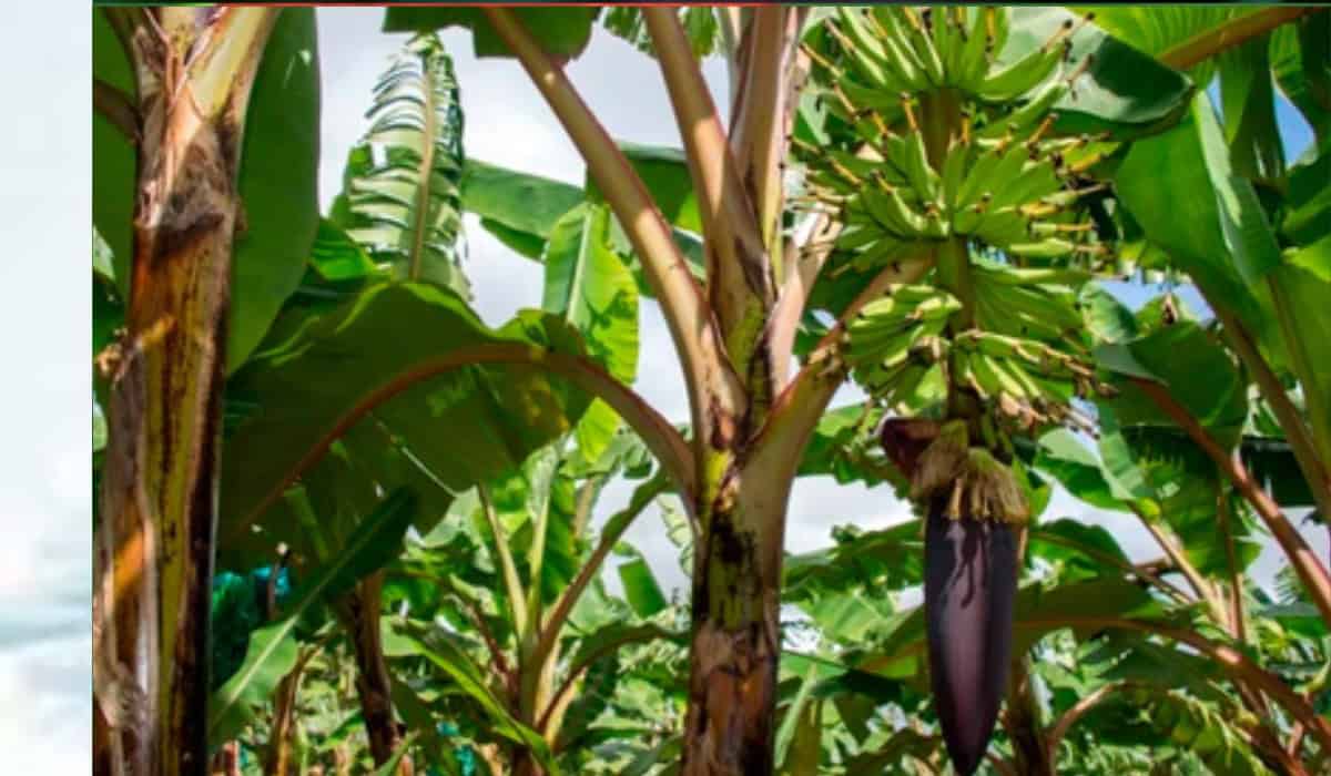 Bananenplant de complete gids voor tropische sfeer in jouw woonkamer of tuin