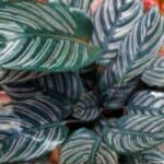 Calathea de sierlijke schaduwplant alle tips voor de beste verzorging