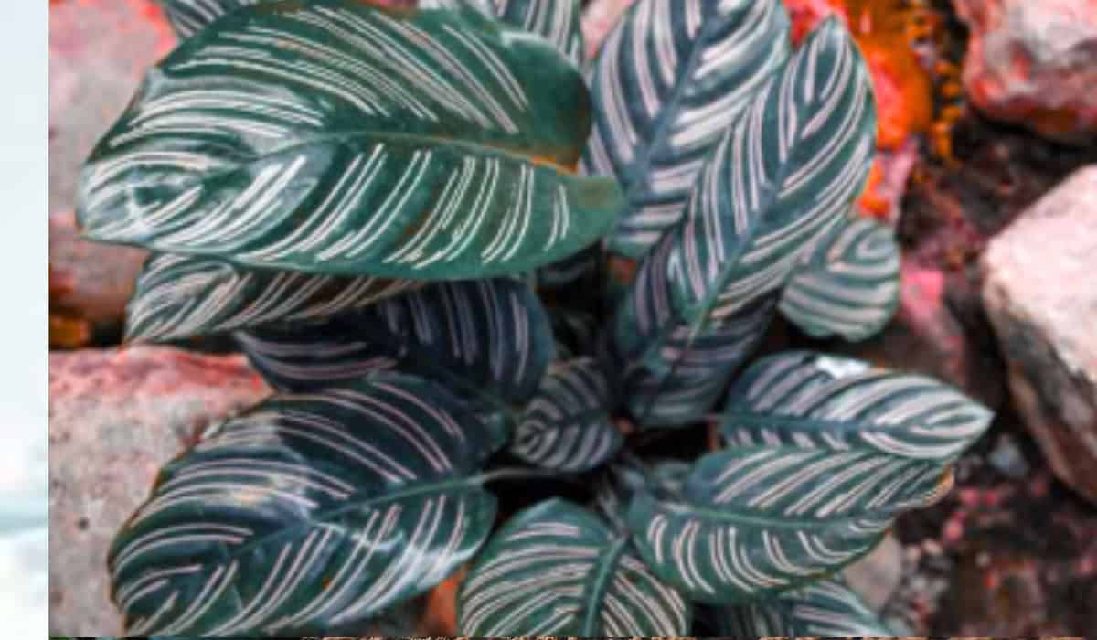 Calathea de sierlijke schaduwplant alle tips voor de beste verzorging