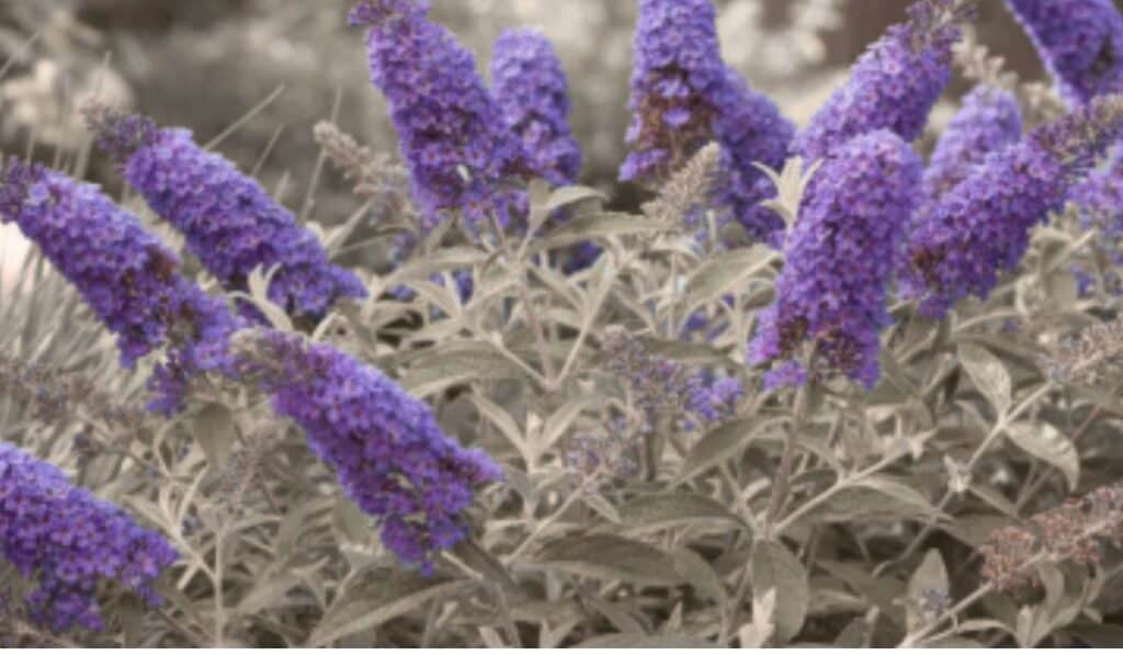 Vlinderstruik De Complete Gids voor Snoeien Stekken en Verzorging