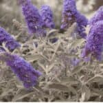 Vlinderstruik De Complete Gids voor Snoeien Stekken en Verzorging