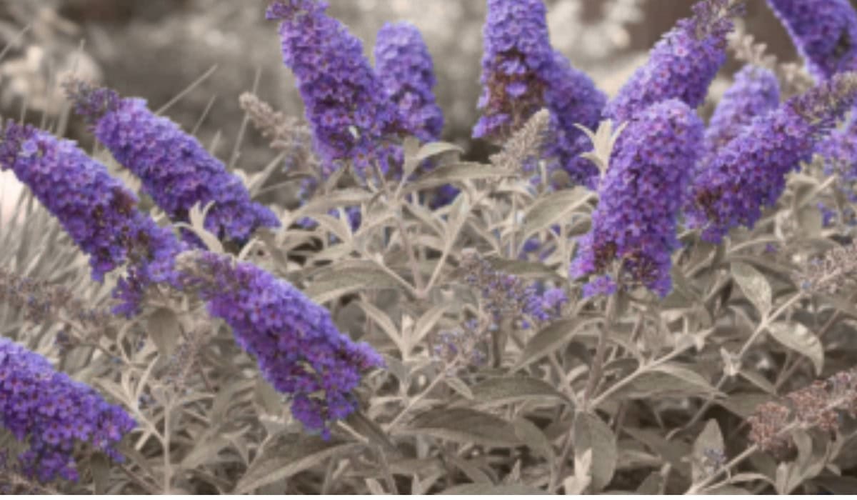 Vlinderstruik De Complete Gids voor Snoeien Stekken en Verzorging