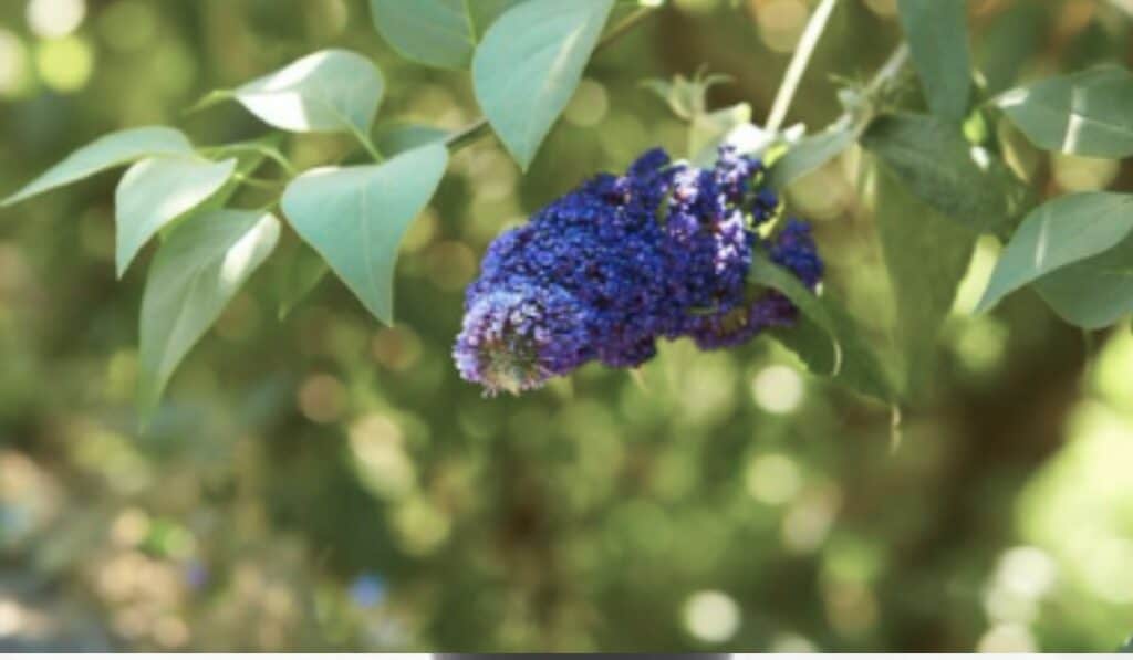 Zo Houd Je de Vlinderstruik Sterk Stekken Verplaatsen en Verzorging