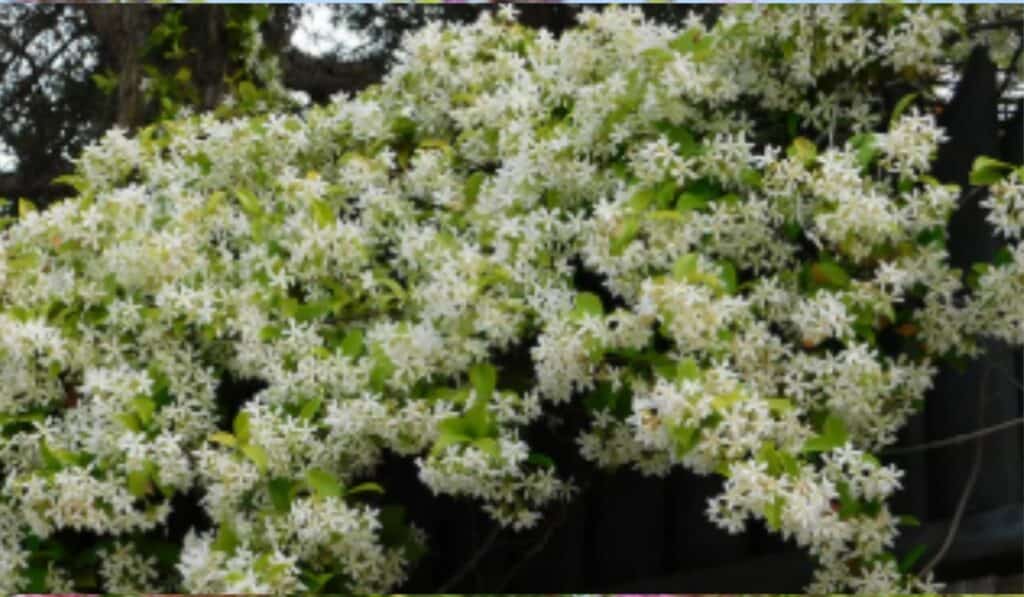 Toscaanse Jasmijn Alles over Verzorging en Gebruik in de Tuin