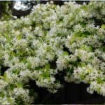 Toscaanse Jasmijn Alles over Verzorging en Gebruik in de Tuin