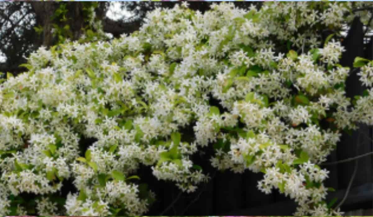 Toscaanse Jasmijn Alles over Verzorging en Gebruik in de Tuin