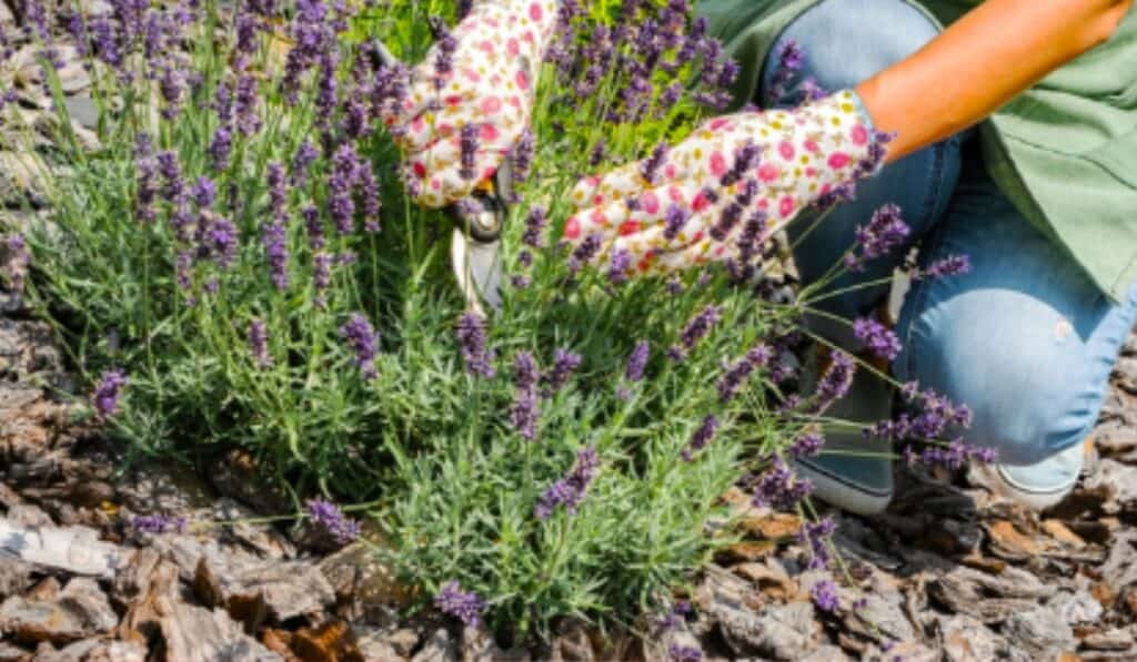 Lavendel snoeien