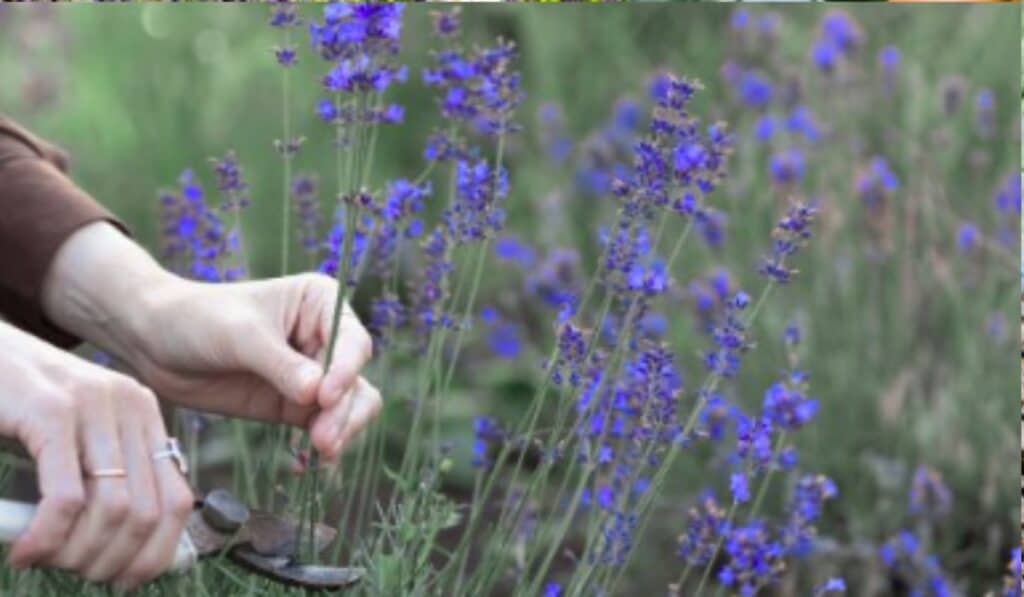 Lavendel snoeien