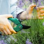 Lavendel snoeien: Tips voor een gezonde, bloeiende plant