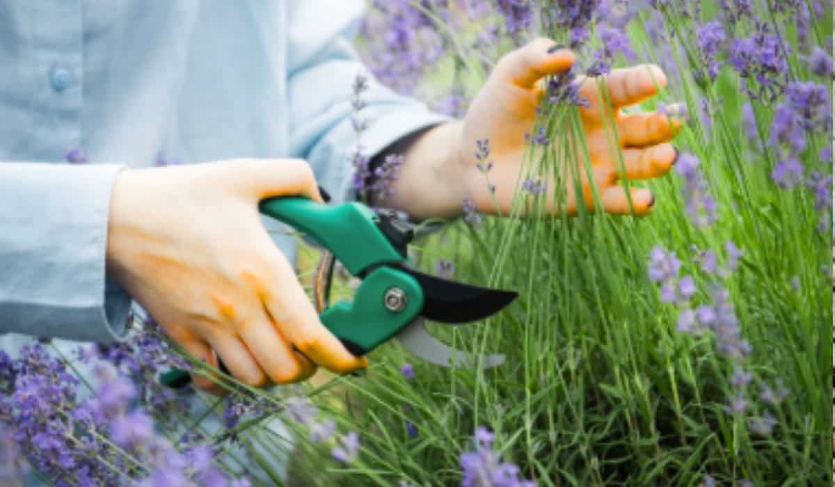 Lavendel snoeien: Tips voor een gezonde, bloeiende plant