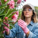 Oleander in uw tuin is deze populaire plant gevaarlijk voor mens en dier