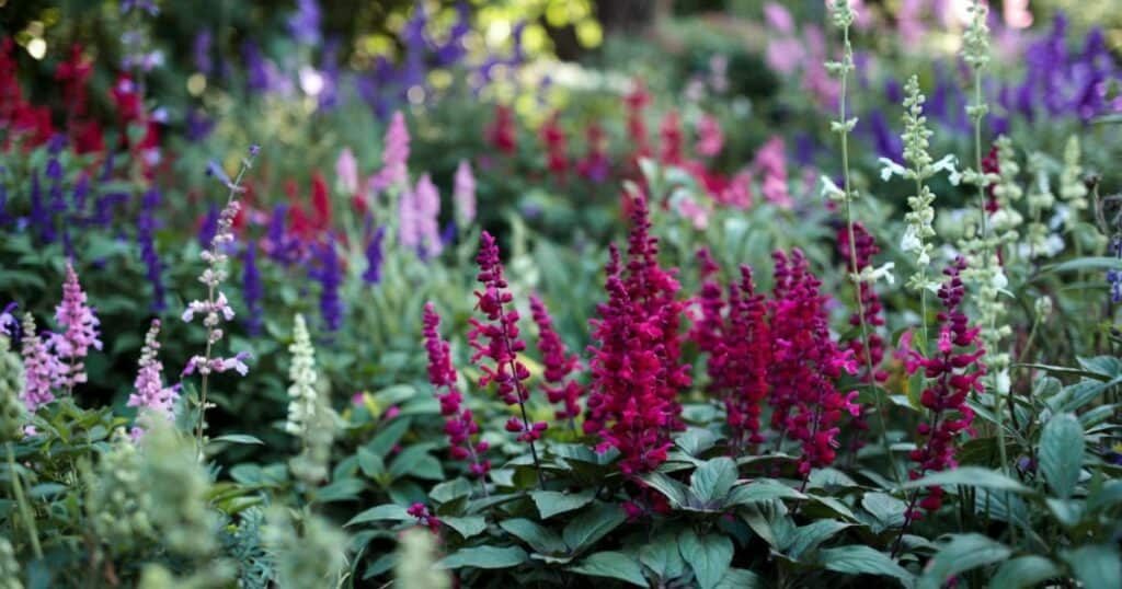 Salvia snoeien stap voor stap zo houd je de plant jarenlang vol en gezond