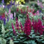 Salvia snoeien stap voor stap zo houd je de plant jarenlang vol en gezond