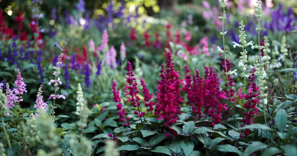 Salvia snoeien stap voor stap zo houd je de plant jarenlang vol en gezond