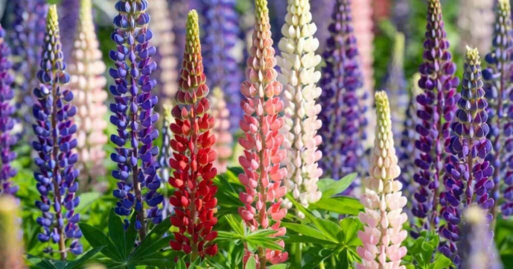 Wat is de lupine bloei verzorging en de vele toepassingen van deze mooie plant