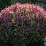 Hebe plant snoeien wanneer is de beste tijd en hoeveel moet u weghalen