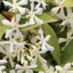 Alles wat u moet weten over de Toscaanse jasmijn of hij giftig is of niet