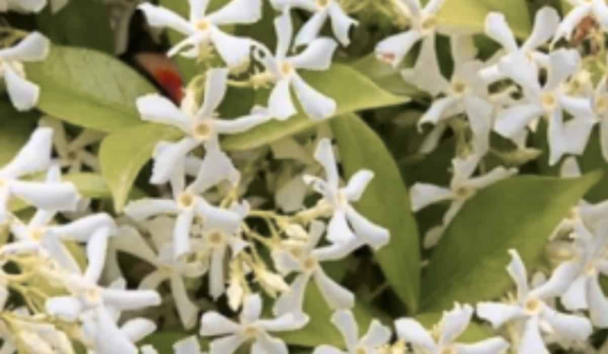 Alles wat u moet weten over de Toscaanse jasmijn of hij giftig is of niet