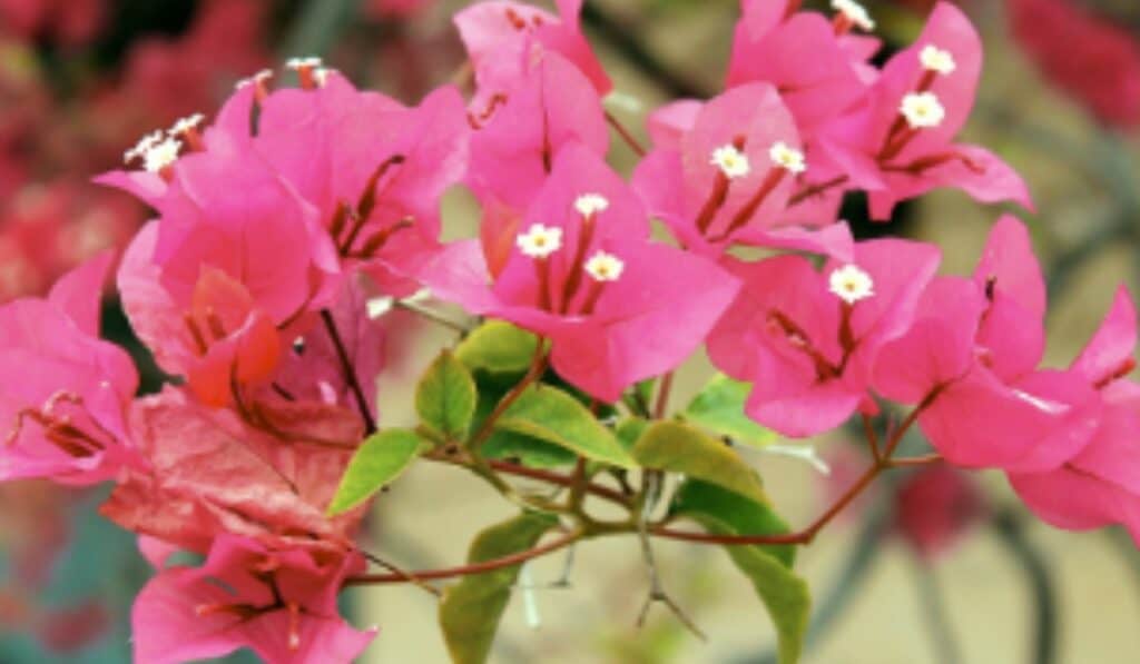 Bougainvillea overwinteren de beste tips voor een gezonde plant in de winter