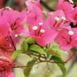 Bougainvillea overwinteren de beste tips voor een gezonde plant in de winter