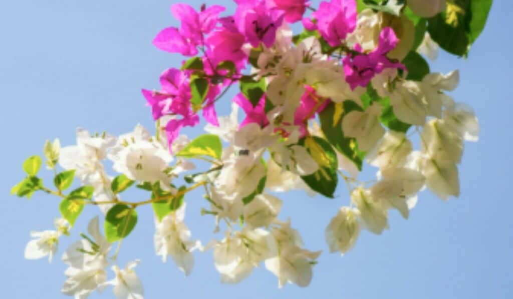 Bougainvillea 