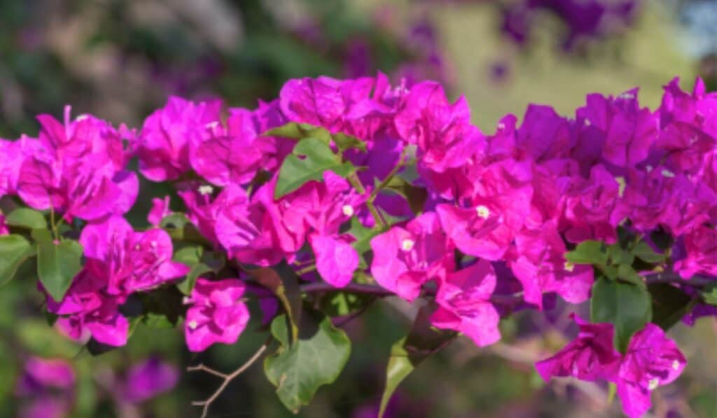Bougainvillea 