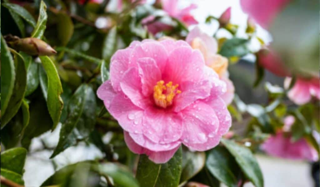 Leer de Camelia snoeien bekijk hier de beste tips over de juiste tijd en de aanpak