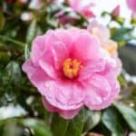 Leer de Camelia snoeien bekijk hier de beste tips over de juiste tijd en de aanpak