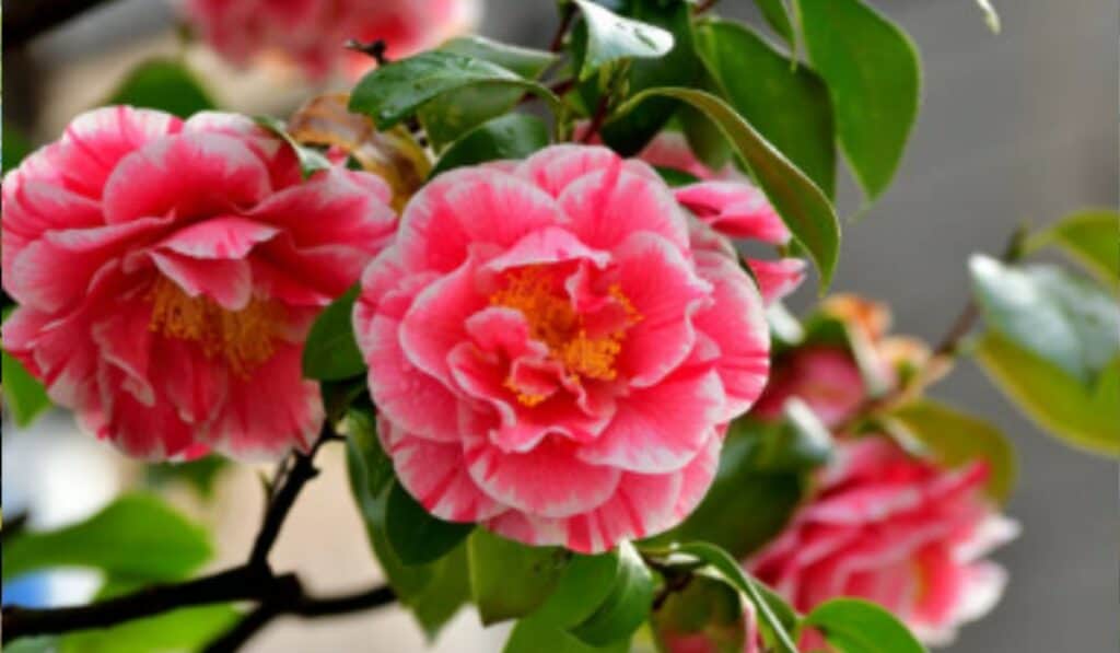 Camelia snoeien