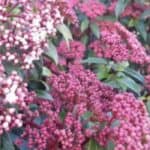 Alles over de Viburnum tinus snoeien bekijk hier de beste tijd en de juiste methode