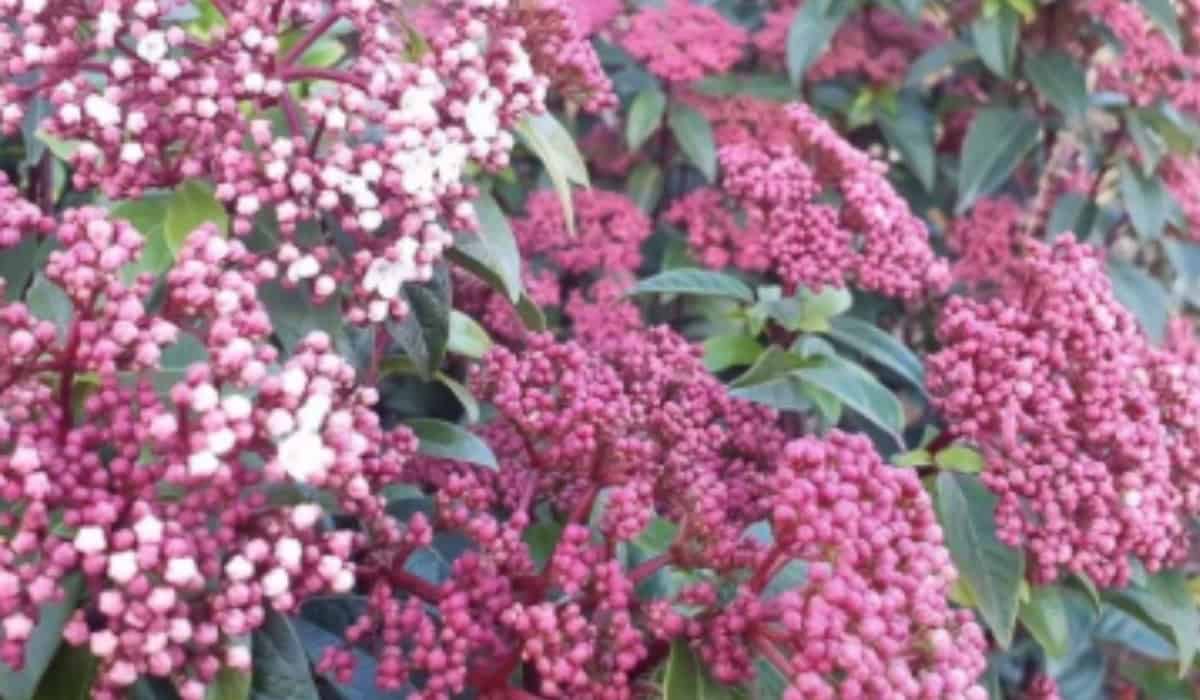 Alles over de Viburnum tinus snoeien bekijk hier de beste tijd en de juiste methode