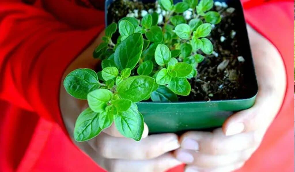 Oregano: Kweken, Oogsten en Gebruiken voor Maximaal Genot