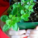 Oregano: Kweken, Oogsten en Gebruiken voor Maximaal Genot