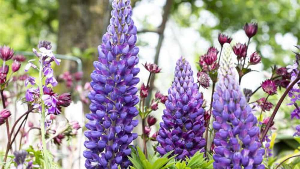 lupine bloei verzorging