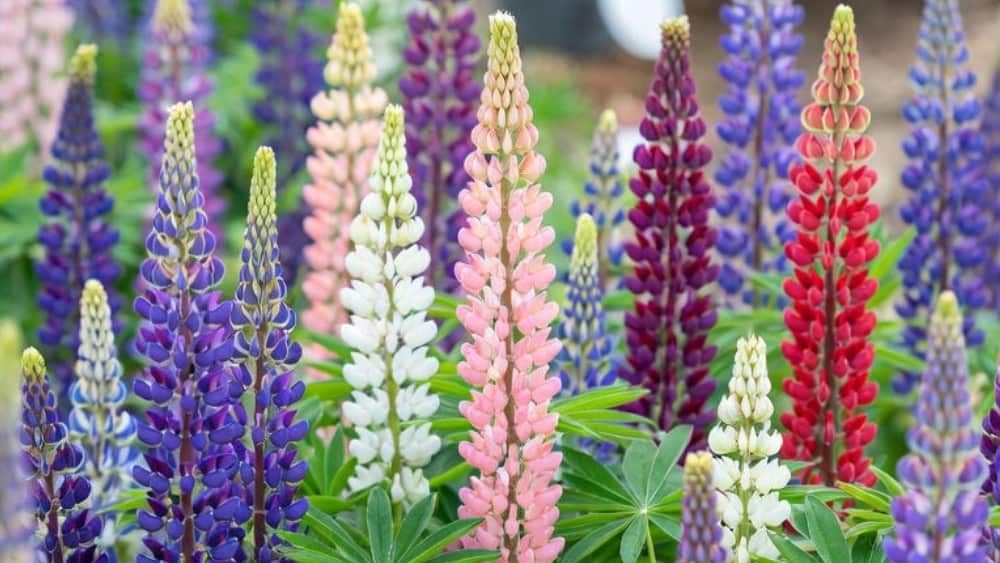 lupine bloei verzorging