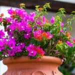 Bougainvillea kopen gids voor de beste soorten goede verzorging en de standplaats