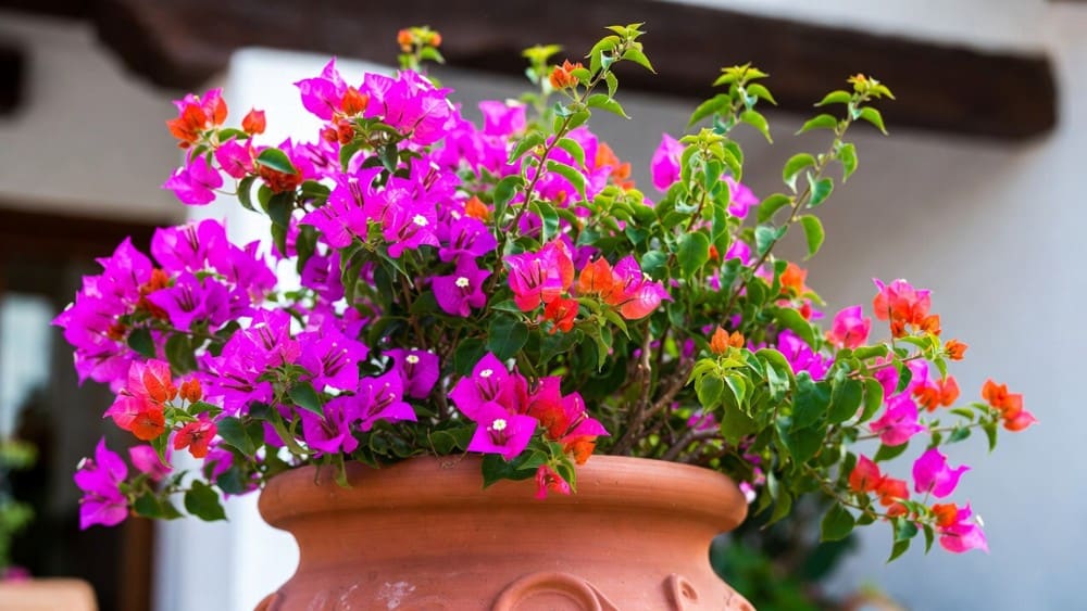 Bougainvillea kopen gids voor de beste soorten goede verzorging en de standplaats