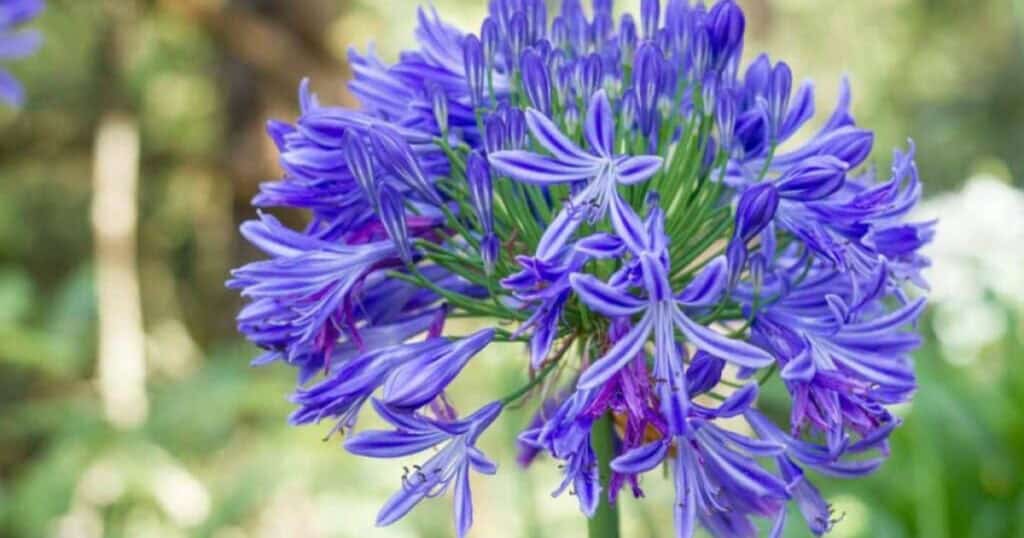 Agapanthus snoeien en vermeerderen bekijk de gids over hoe je de plant gezond houdt nu