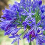 Agapanthus snoeien en vermeerderen bekijk de gids over hoe je de plant gezond houdt nu
