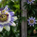 Krijg meer bloemen door je passiebloem te stekken bekijk de beste tips voor nu zelf