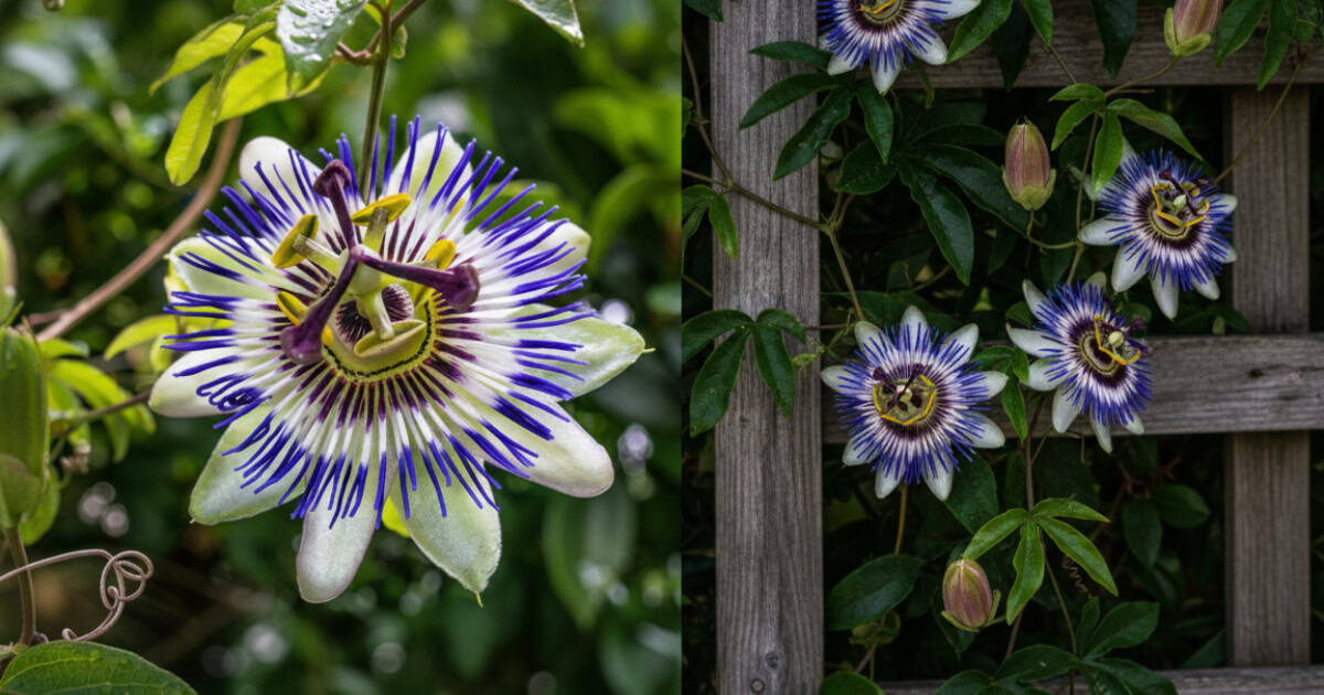 Krijg meer bloemen door je passiebloem te stekken bekijk de beste tips voor nu zelf