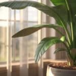 Laat je bananenplant sneller groeien bekijk de tips voor water licht en voeding nu