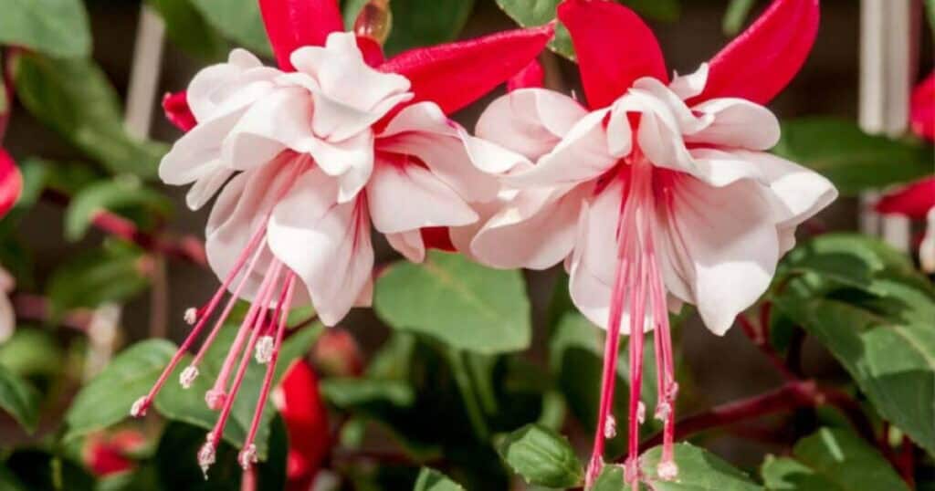Fuchsia snoeien