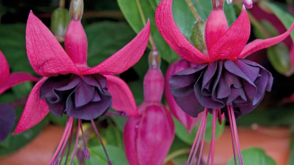 Fuchsia snoeien