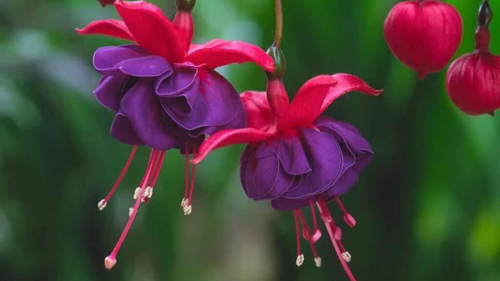 Fuchsia snoeien voor een rijke bloei bekijk de gids met de beste tips voor de plant nu